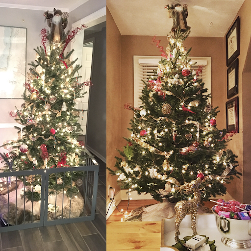 Our Trees